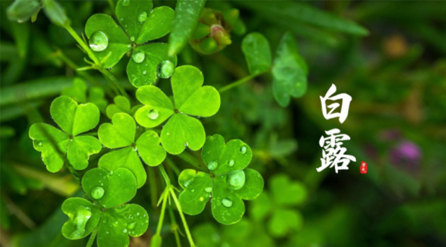 白露時節(jié)！ 金環(huán)電器提醒大家要注意這些事項